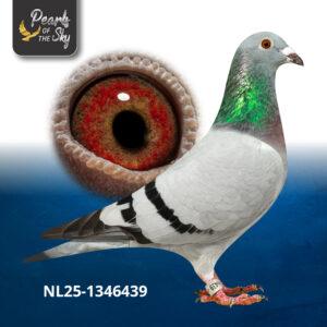NL25-1346439