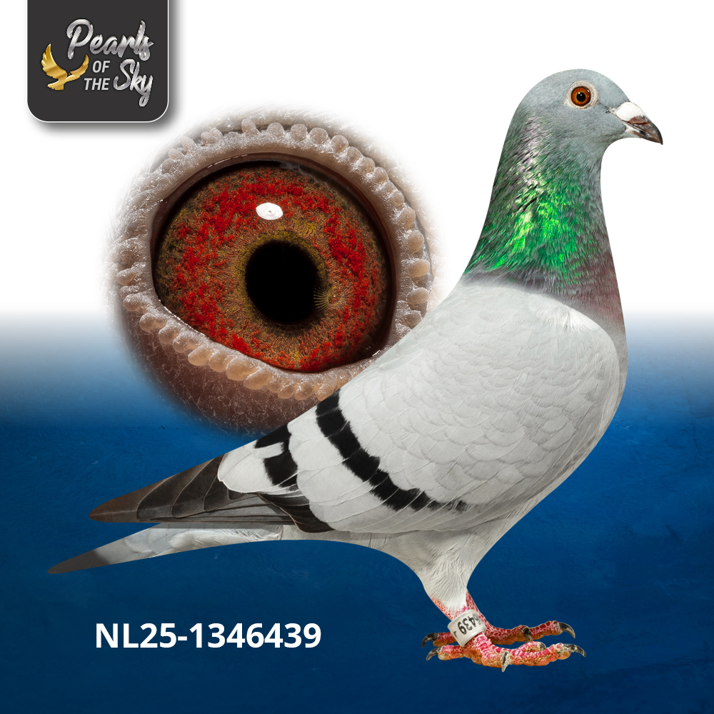 NL25-1346439