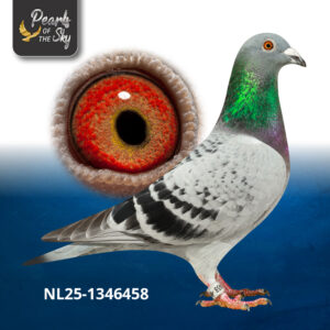 NL25-1346458