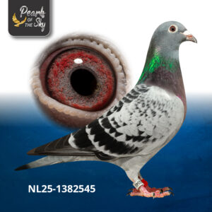 NL25-1382545