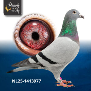 NL25-1413977