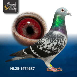 NL25-1474687