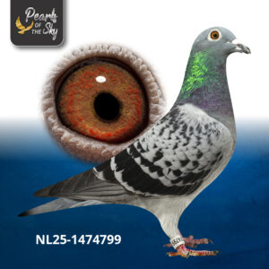 NL25-1474799