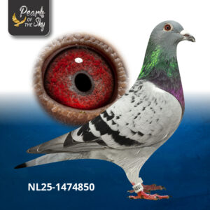 NL25-1474850
