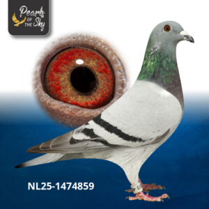 NL25-1474859