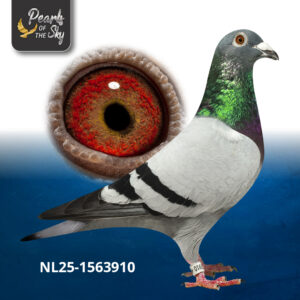 NL25-1563910