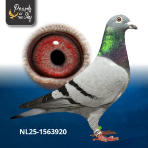 NL25-1563920