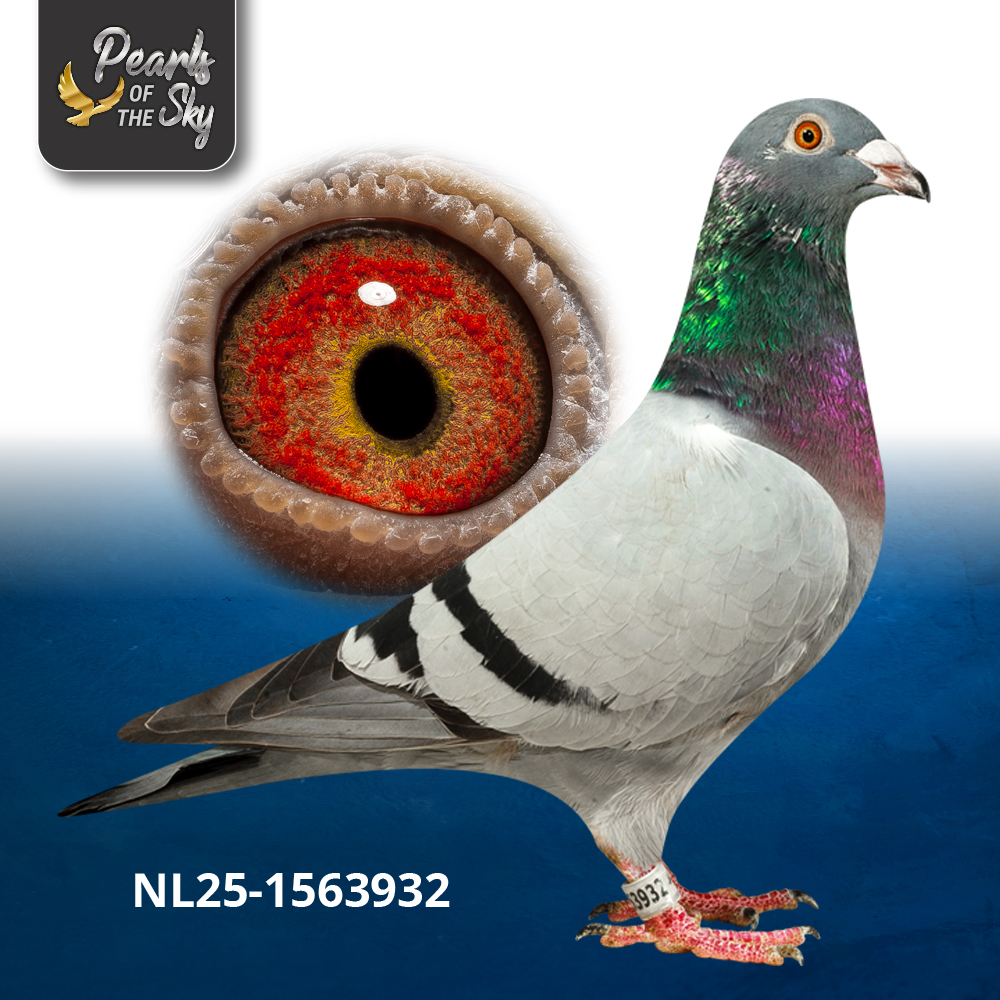 NL25-1563932