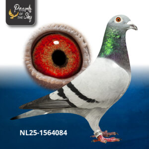 NL25-1564084