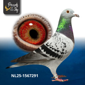 NL25-1567291
