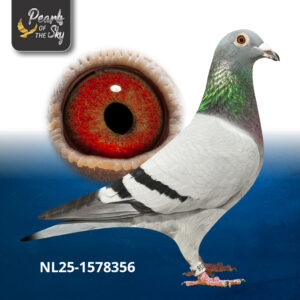 NL25-1578356