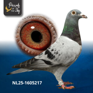 NL25-1605217
