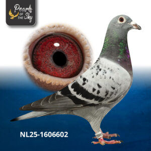 NL25-1606602