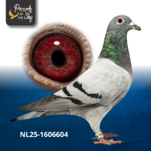 NL25-1606604