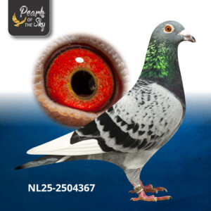 NL25-2504367