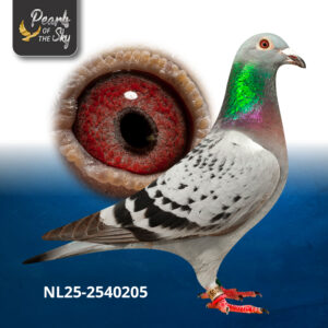 NL25-2540205