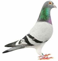 Jos van de Wijdeven Casteren