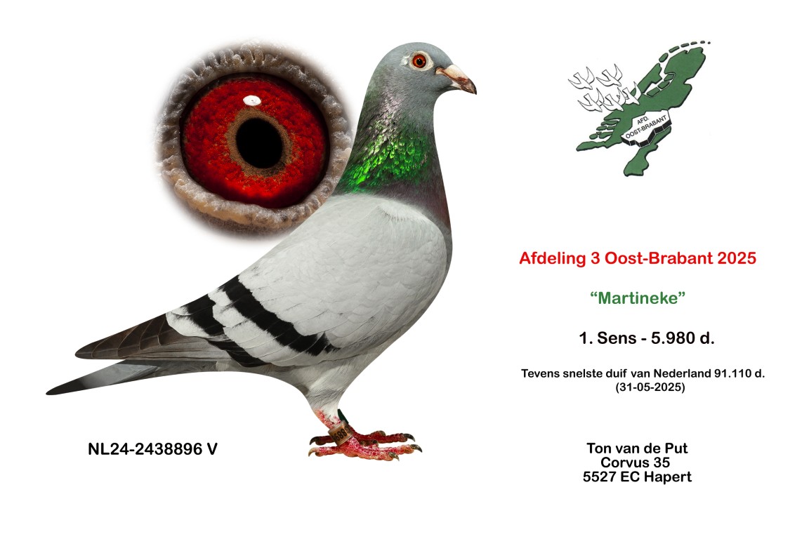 Ton van de Put, Hapert