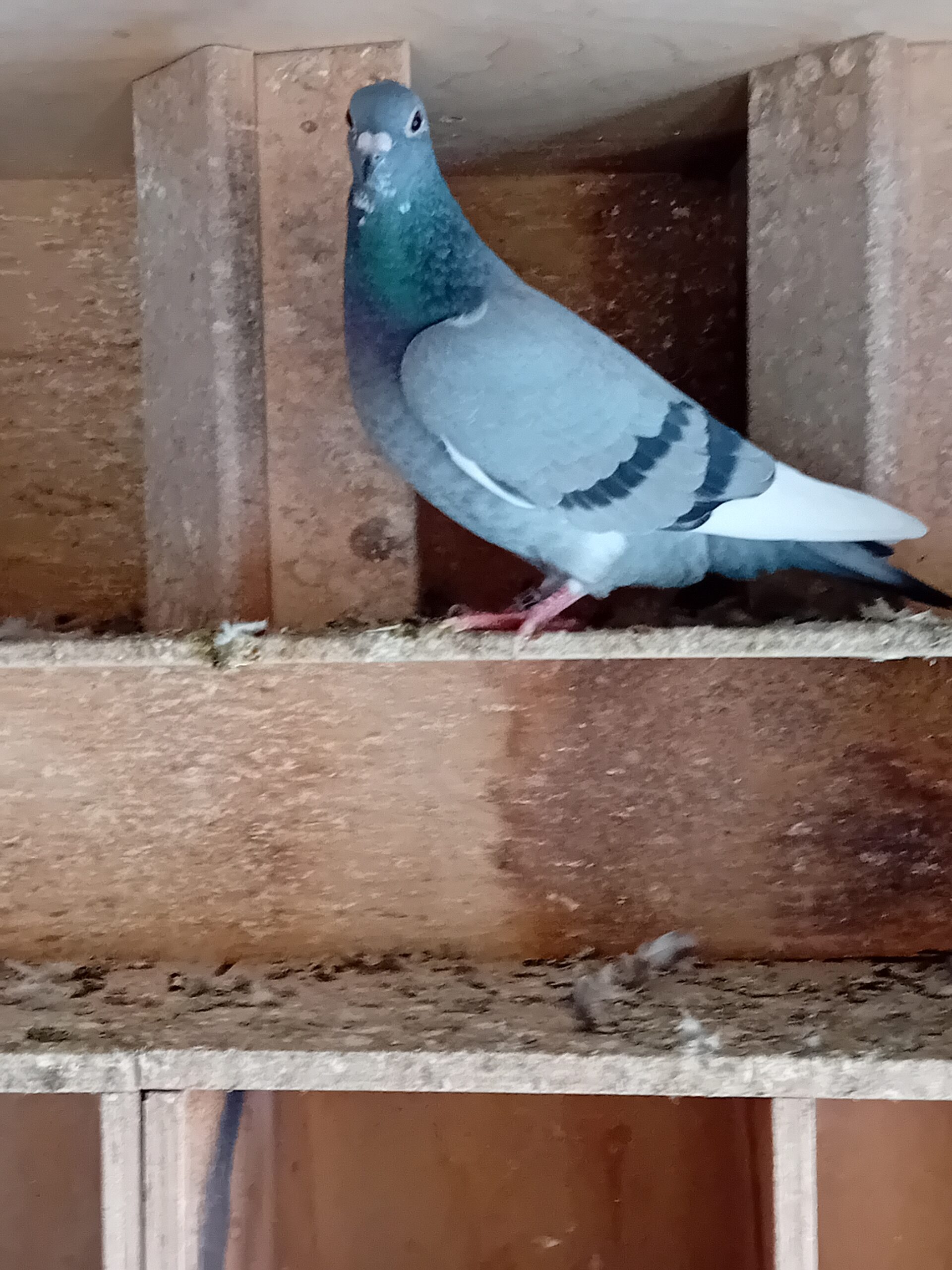 Johanna de Groot, Vroomshoop