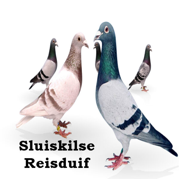 Bonnenverkoop Sluiskilse Reisduif