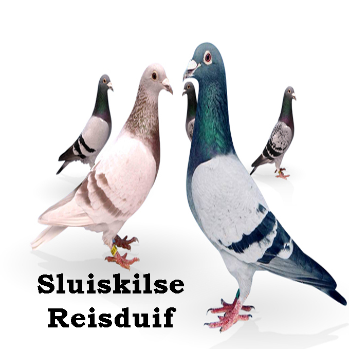 Bonnenverkoop Sluiskilse Reisduif