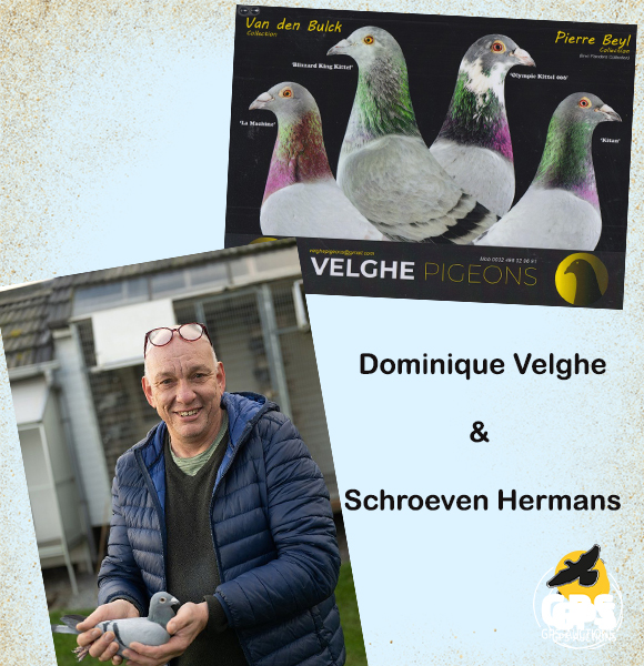 Dominique Velghe & Schroeven Hermans - Collection