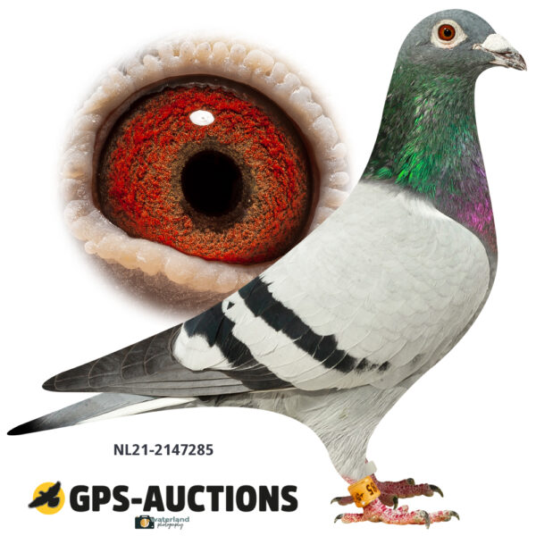 The Super Marathon Collection - GPS-Auctions
