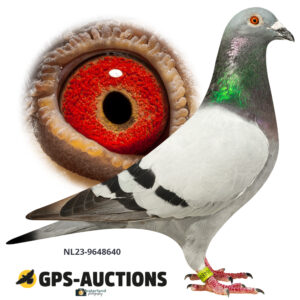 NL23-9648640