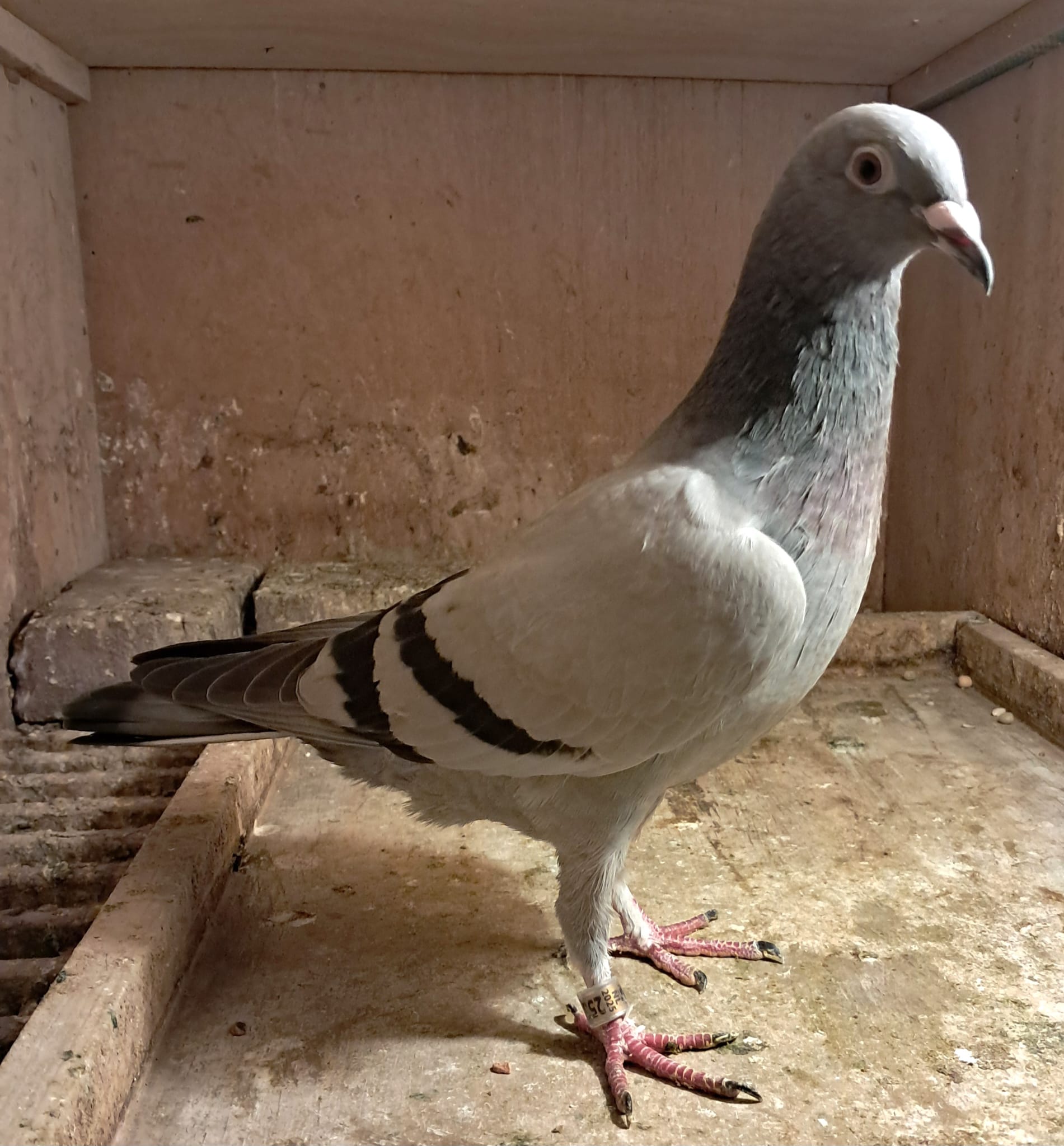 Comb. van Wanrooij, Geffen