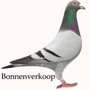 Jan vd Zanden - Bladel