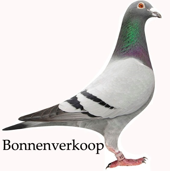 Bonnenverkoop PV de Luchtbode - Reusel