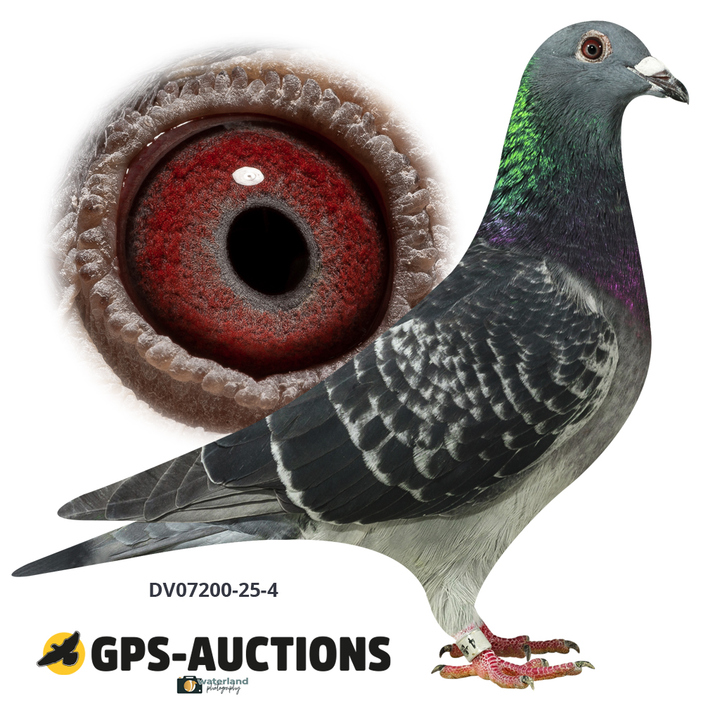 Ulrich Franzsander Part 1 - GPS-Auctions