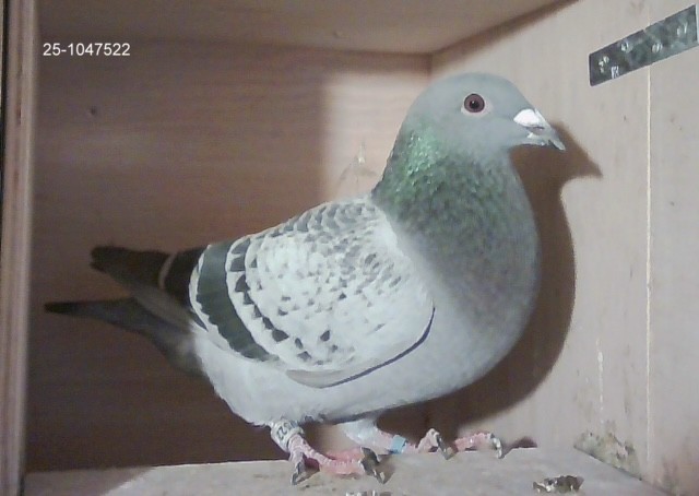 Comb. Niks, Westerhaar