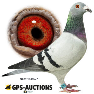 NL21-1531627