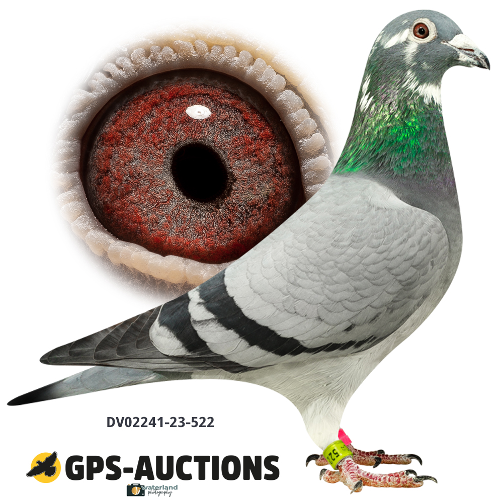 The Rolex Collection - GPS-Auctions