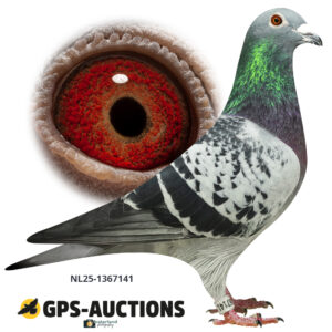 NL25-1367141
