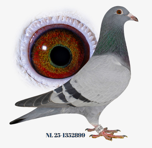 Gert van den Bogaard, Rijen