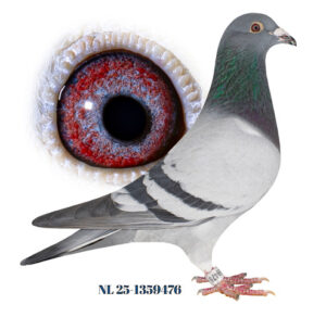 Dick Marijnissen, St. Willebrord