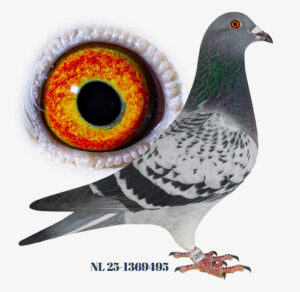 Twan van Dongen, Kaatsheuvel