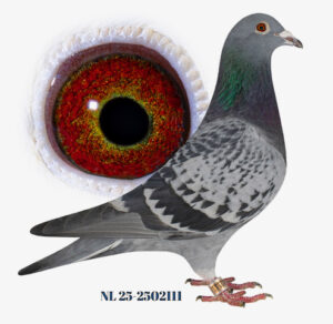 Peter van Essen, Brouwershaven