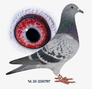 Comb. van Brenkelen, Zevenbergen