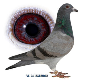 Hoefnagels-Beens, Chaam