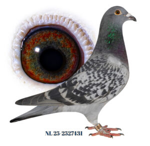 Bernard Brouwer, Breda