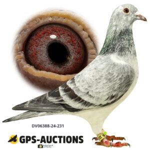 DV06388-24-231