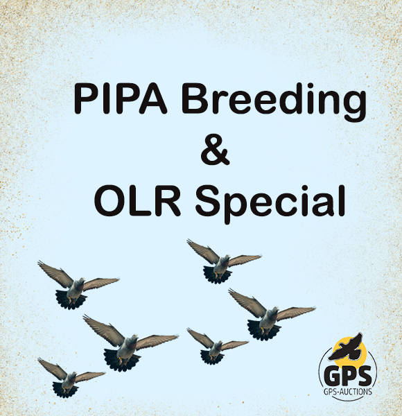 PIPA Breeding & OLR Special!!!!!