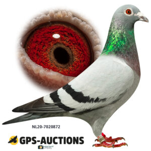 NL20-7020872
