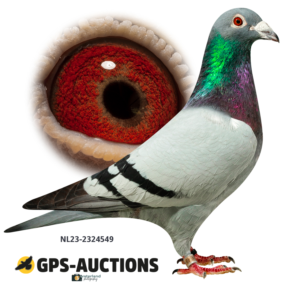 NL23-2324549