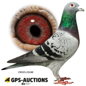 CRO25-25240