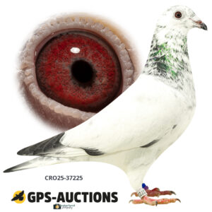 CRO25-37225