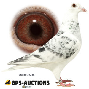 CRO25-37240